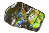 Iridescent Ammolite (Fossil Ammonite Shell) - Alberta, Canada #156730-1